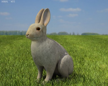 Common Rabbit 3D Model