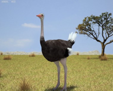 Ostrich 3D Model