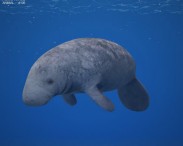West Indian Manatee 3D model