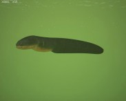 Electric Eel 3D model