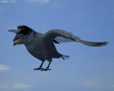 Common Raven 3D Model