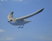 Sand Martin 3D model