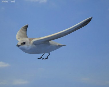 Sand Martin 3D Model