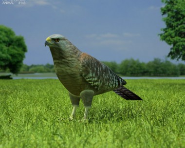 Red-Shouldered Hawk 3D Model