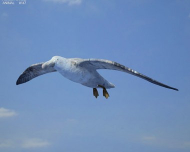 Southern Giant Petrel 3D Model