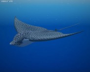 Spotted Eagle Ray 3D model