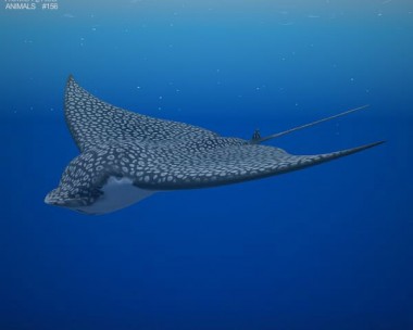 Spotted Eagle Ray 3D Model