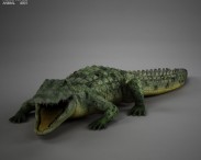 Common Crocodile HD 3D model