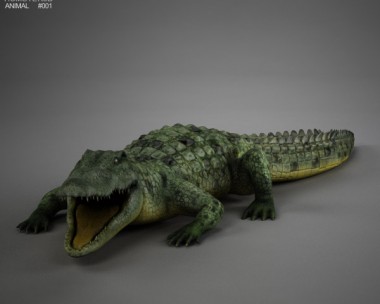 Common Crocodile HD 3D Model