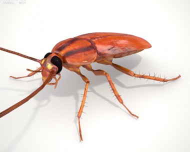 Cockroach HD 3D Model