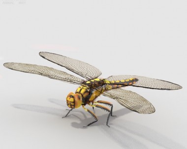 Dragonfly HD 3D Model
