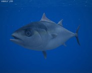 Atlantic Bluefin Tuna 3D model