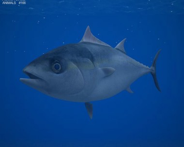 Atlantic Bluefin Tuna 3D Model