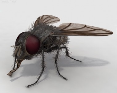 Housefly HD 3D Model