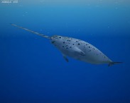 Narwhal 3D model