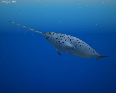 Narwhal 3D Model