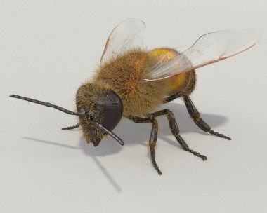 Honey Bee HD 3D Model
