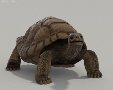 Galapagos Turtle HD 3D Model