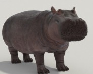 Hippopotamus High Detailed 3D model
