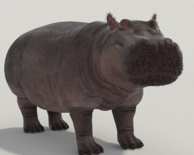 Hippopotamus High Detailed 3D Model