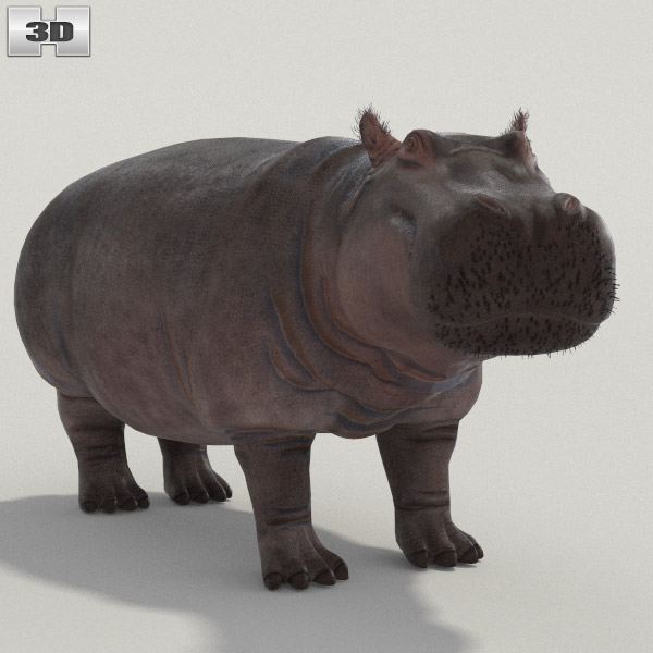 Hippopotamus High Detailed 3D model