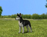 Siberian Husky Puppy 3D model