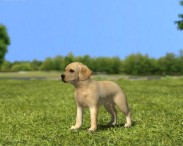 Labrador Retriever Puppy 3D model