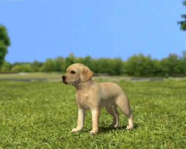 Labrador Retriever Puppy 3D Model