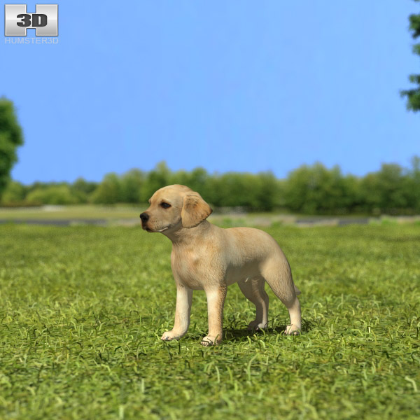 Labrador Retriever Puppy 3D model