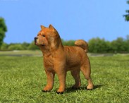 Chow Chow 3D model