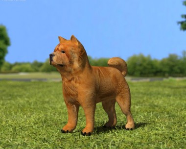 Chow Chow 3D Model
