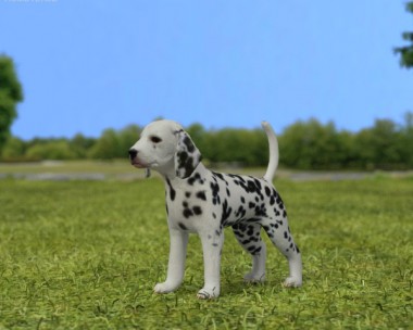 Dalmatian Puppy 3D Model