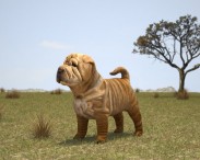 Shar Pei Puppy 3D model