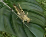 Desert Locust 3D model
