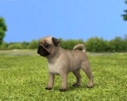 Pug Puppy 3D model