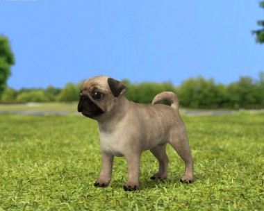 Pug Puppy 3D Model