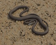 Black Mamba 3D model