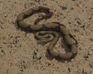 Boa Constrictor 3D model