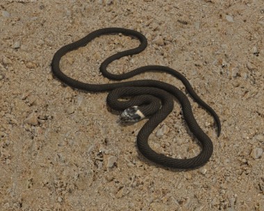 Grass Snake 3D model