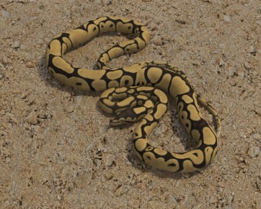 Common Python 3D Model