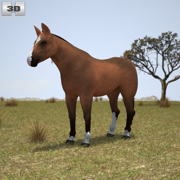 Thoroughbred 3D model