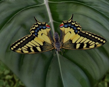 Machaon 3D Model