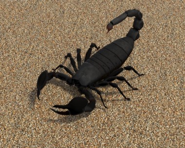 Emperor Scorpion 3D Model