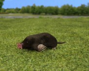Star-Nosed Mole 3D model