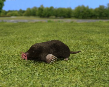 Star-Nosed Mole 3D Model