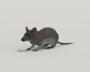 Mouse Gray 3D model
