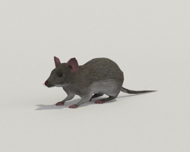 Mouse Gray 3D Model