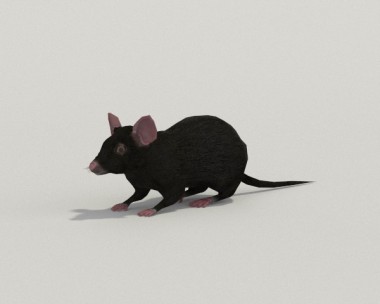 Mouse Black 3D Model
