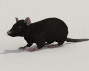 Black Rat 3D model