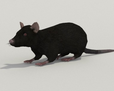 Black Rat 3D Model